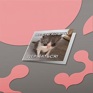 Открытка «Жесть кошка»